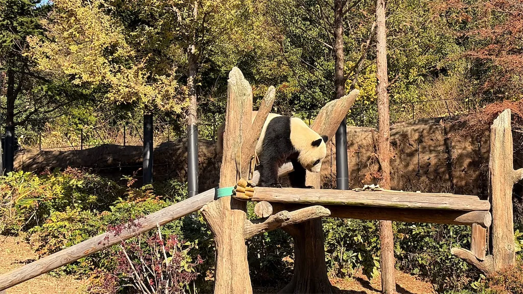 上野動物園のパンダ